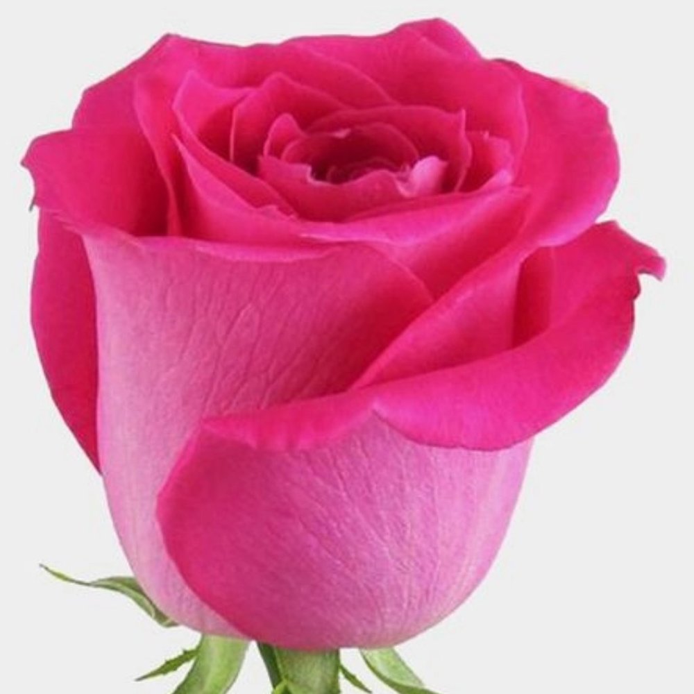 Meet your Posher, Evi